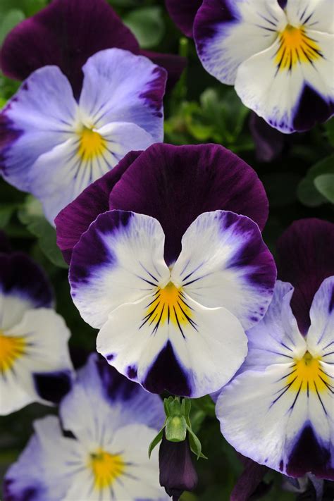 winterpanty|Winter Pansies